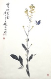 黄花蝴蝶46×70