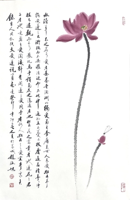 荷花46×70
