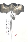 荷花46×70