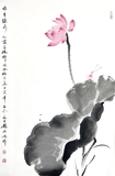 荷花46×70
