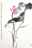荷花46×70